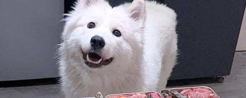 不能给狗狗吃的食物，有巧克力、洋葱等