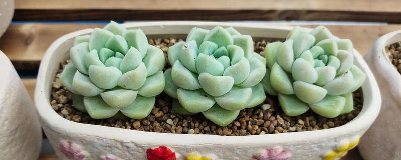 多肉植物怎样断头移植，浇水时要注意水量与频次