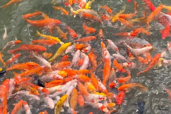 锦鲤鱼的饲喂时间,冬季适合在下午1点左右投喂