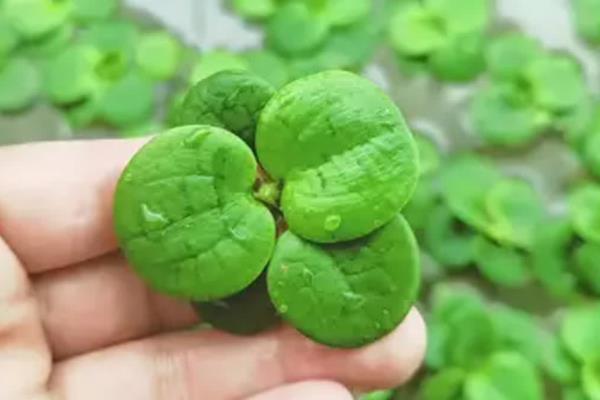 锦鲤鱼的饲喂时间,冬季适合在下午1点左右投喂