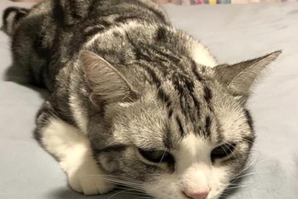 猫白血病的治疗方法,目前是没有药物可以救治的
