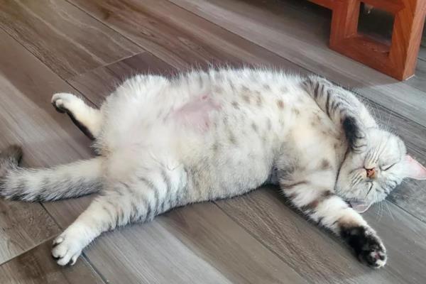 猫白血病的治疗方法,目前是没有药物可以救治的