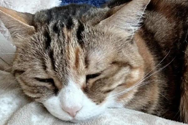 猫白血病的治疗方法,目前是没有药物可以救治的