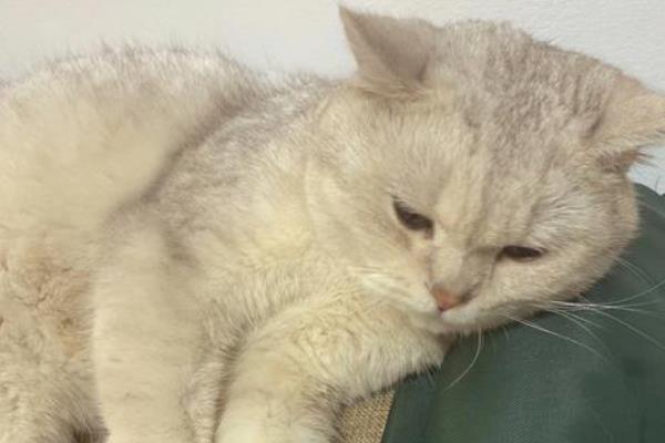 猫白血病的治疗方法,目前是没有药物可以救治的