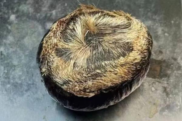 麝香的成分，主要是麝香大环化合物