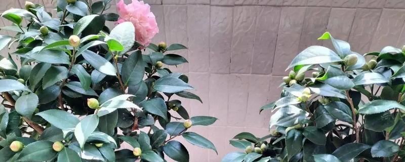 茶花叶子发黄的原因，可能是土壤不适所致