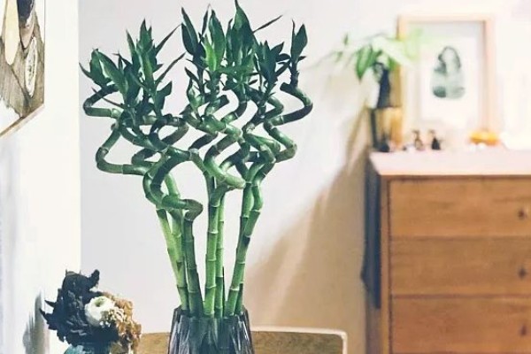 转运竹杆发黄如何解决,缺少阳光要为它补充光照