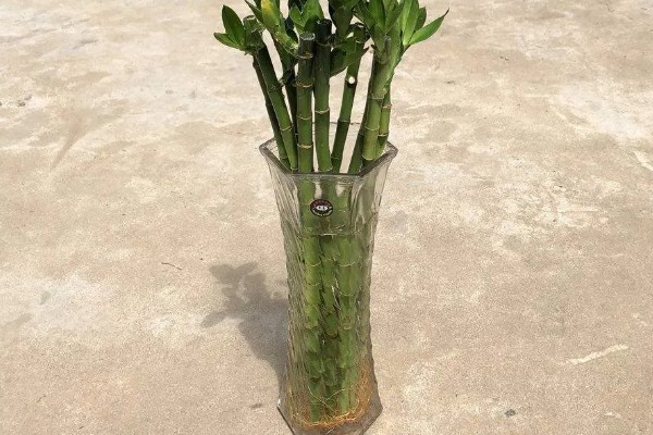 转运竹杆发黄如何解决,缺少阳光要为它补充光照