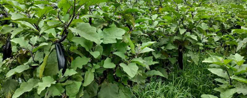 茄子定植前需要的准备工作，土壤要深翻30-40厘米