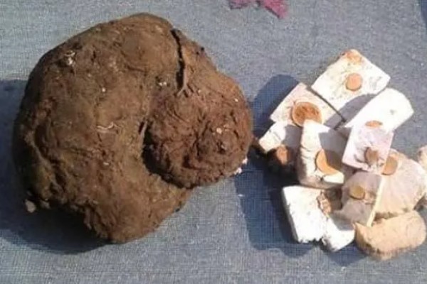 茯苓的栽培技术,在栽种前要准备好段木