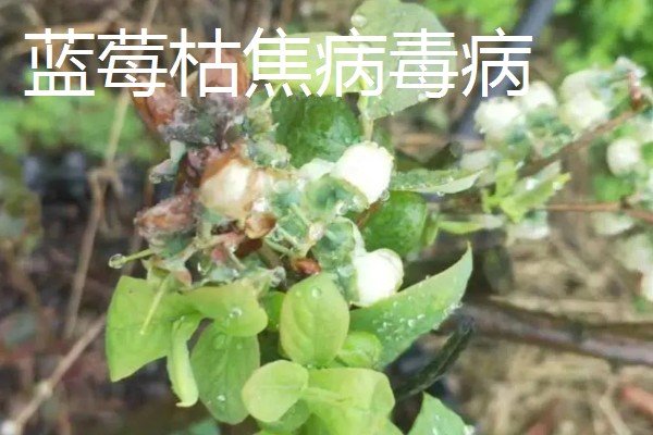 蓝莓常见的病虫害,有枯焦病毒、叶斑病等