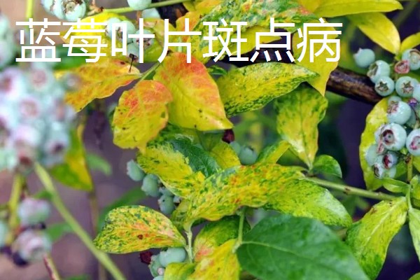 蓝莓常见的病虫害,有枯焦病毒、叶斑病等
