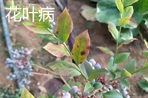 蓝莓常见的病虫害,有枯焦病毒、叶斑病等