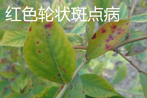 蓝莓常见的病虫害,有枯焦病毒、叶斑病等