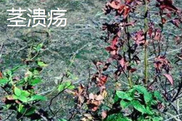 蓝莓常见的病虫害,有枯焦病毒、叶斑病等