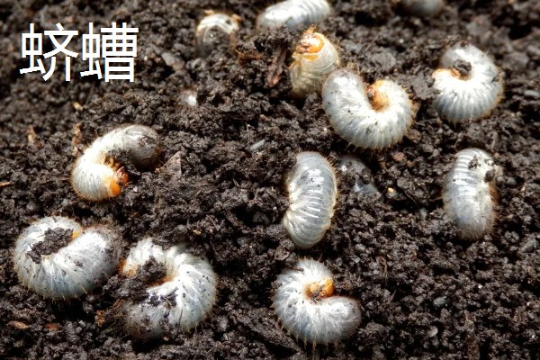 蓝莓常见的病虫害,有枯焦病毒、叶斑病等