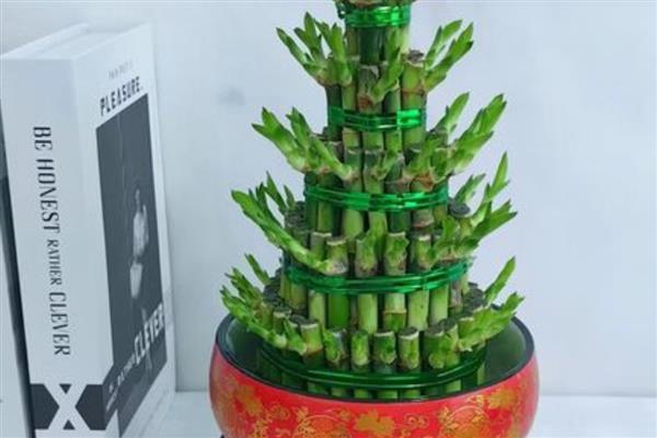 怎么养宝塔竹,通常使用水培的方式