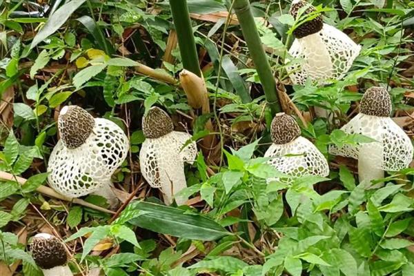 竹荪怎么种植,把温度保持在20-23℃