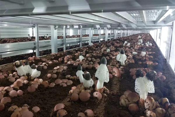 竹荪怎么种植,把温度保持在20-23℃