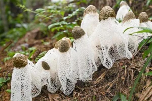 竹荪怎么种植,把温度保持在20-23℃