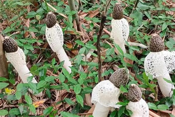 竹荪怎么种植,把温度保持在20-23℃