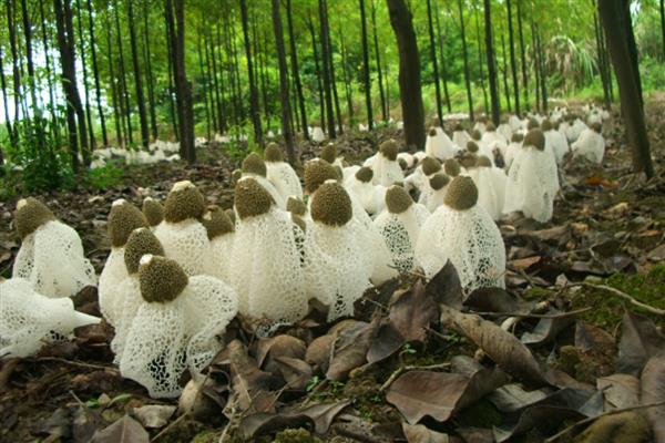 竹荪怎么种植,把温度保持在20-23℃