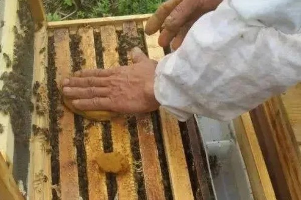 中蜂左右养殖发展快,夏季要及时给蜂群降温