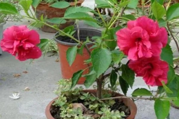 芙蓉花的开放时间,一般是7-10月份