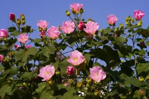 芙蓉花的开放时间,一般是7-10月份