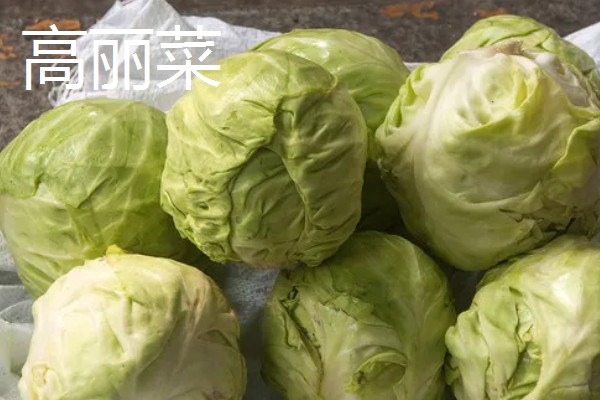 高丽菜的简介,俗称卷心菜