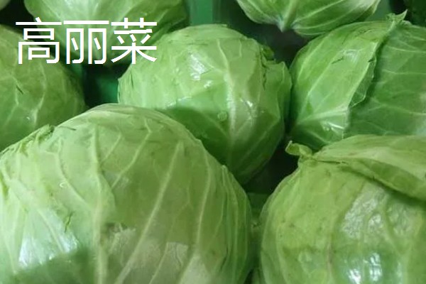 高丽菜的简介,俗称卷心菜