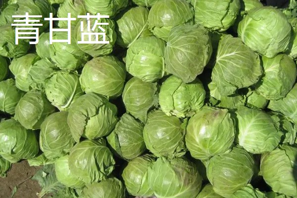 高丽菜的简介,俗称卷心菜