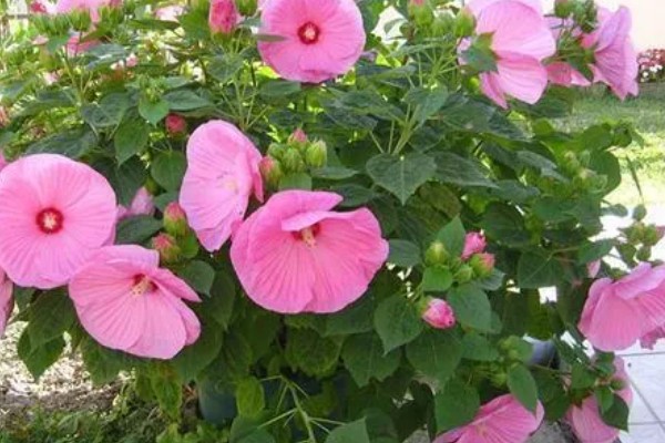 芙蓉花的开放时间,一般是7-10月份