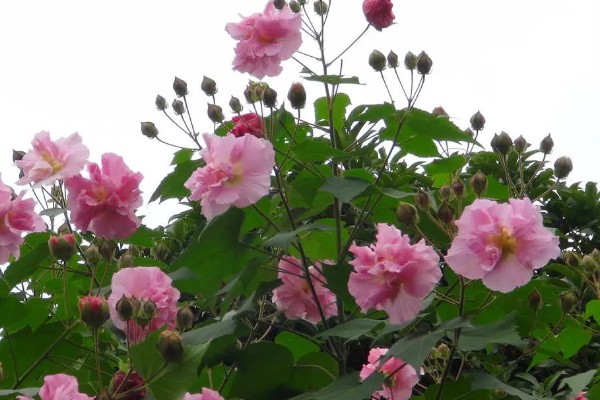 芙蓉花的开放时间,一般是7-10月份