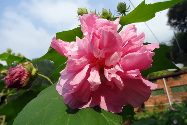 芙蓉花的开放时间,一般是7-10月份