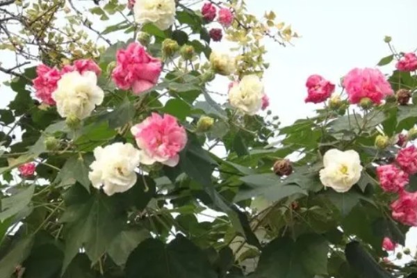 芙蓉花的开放时间,一般是7-10月份