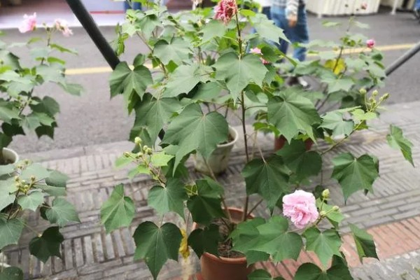 芙蓉花的开放时间,一般是7-10月份