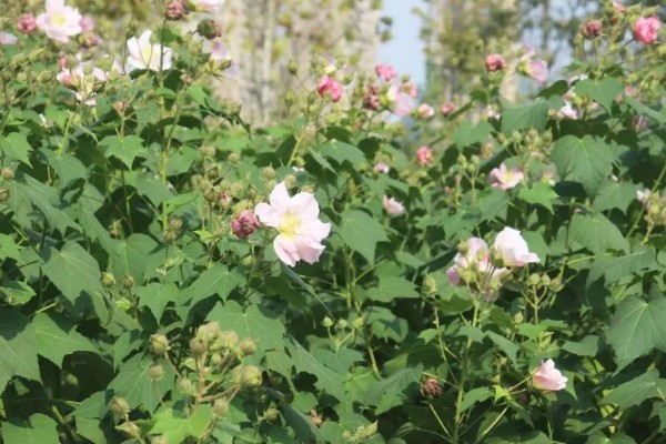 芙蓉花的开放时间,一般是7-10月份