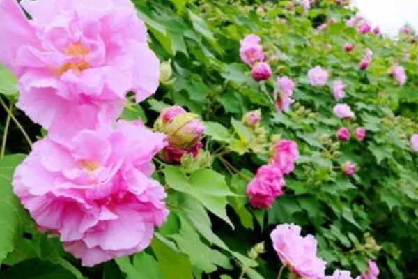 芙蓉花的开放时间,一般是7-10月份