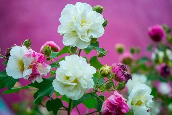 芙蓉花的开放时间,一般是7-10月份