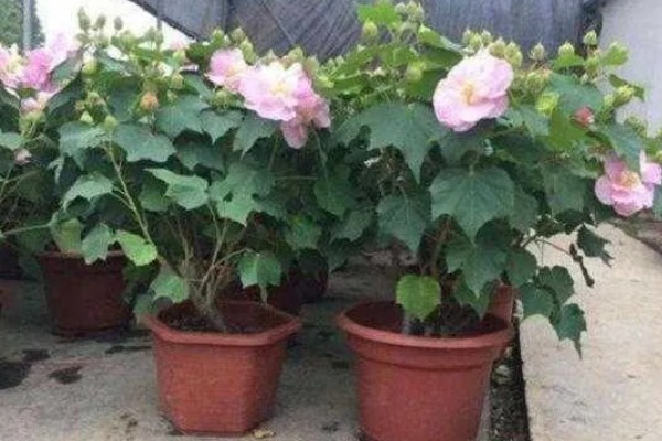 芙蓉花的开放时间,一般是7-10月份