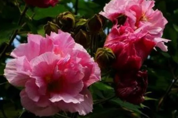 芙蓉花的开放时间,一般是7-10月份