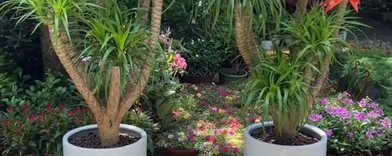龙血树在室内的养殖方法，需提供温暖潮湿的生长环境