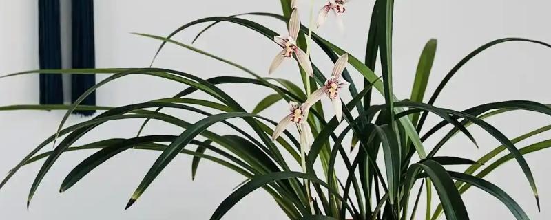 11月有什么花开，有兰花、蟹爪兰等