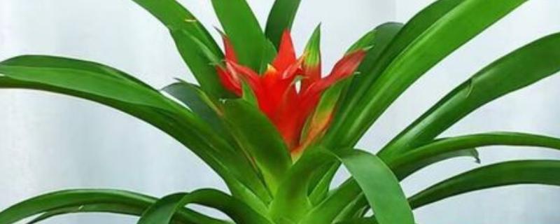 鸿运当头的叶子干卷了怎么处理，需增强湿度
