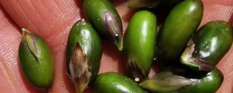 怎样种植佛肚竹种子，在每年的3-4月份进行