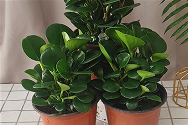青叶碧玉会开花吗，养护得当它也可以开花