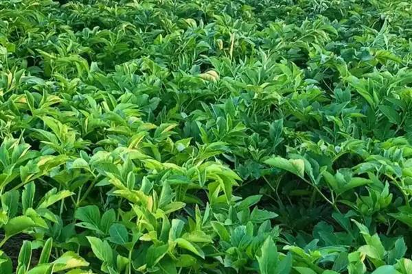 白芷如何种植,宜在平坦土地栽培