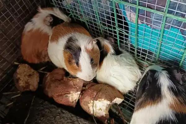 荷兰猪的最大体重，家庭饲养能达到2斤左右
