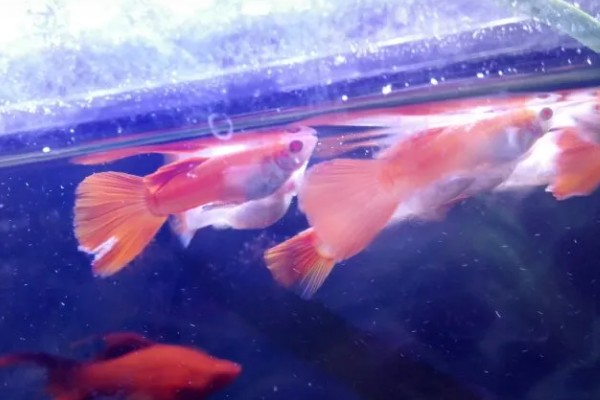 孔雀鱼身上发白腐烂会传染吗，一般情况下是不会传染